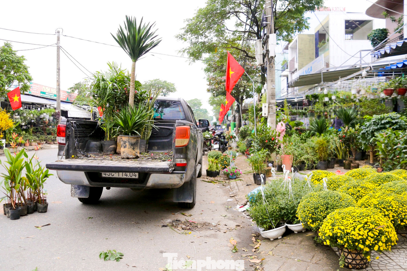 Theo ghi nhận của PV, trên các tuyến đường Nguyễn Đình Tựu, Nguyễn Hồng Ánh, Lê Đại Hành… (TP. Đà Nẵng), nhiều chủ vườn bắt đầu đưa hoa xuống phố. Theo các chủ vườn, hoa năm nay tuy khó chăm sóc nhưng giá vẫn không tăng nhiều so với năm ngoái.