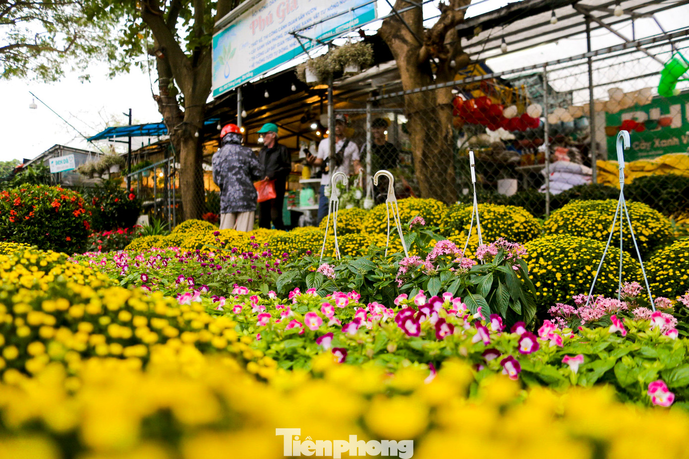 Nhiều loại hoa tươi trang trí nhà cửa như hoa đào, hoa lan, cúc mâm xôi, hoa đồng tiền… được các tiểu thương nhập nhiều, đáp ứng nhu cầu mua sắm của người dân dịp cuối năm.