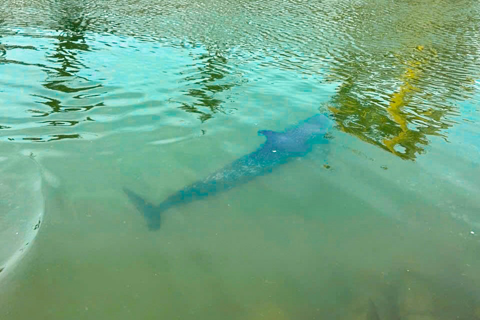 Cá heo bị mắc cạn tại cảng Tiên Sa, Đà Nẵng. Cá heo bị mắc cạn tại cảng Tiên Sa, Đà Nẵng.