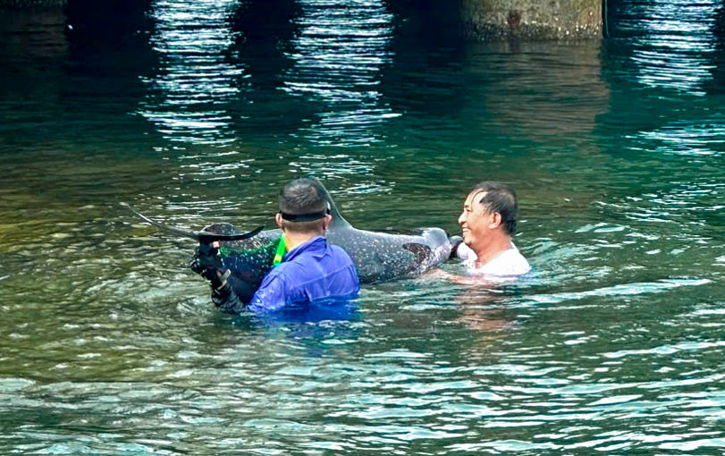 Cán bộ, chiến sĩ Trạm Biên phòng cửa khẩu cảng Tiên Sa tiếp cận, giải cứu và đưa cá heo về vùng nước sâu. Cán bộ, chiến sĩ Trạm Biên phòng cửa khẩu cảng Tiên Sa tiếp cận, giải cứu và đưa cá heo về vùng nước sâu.