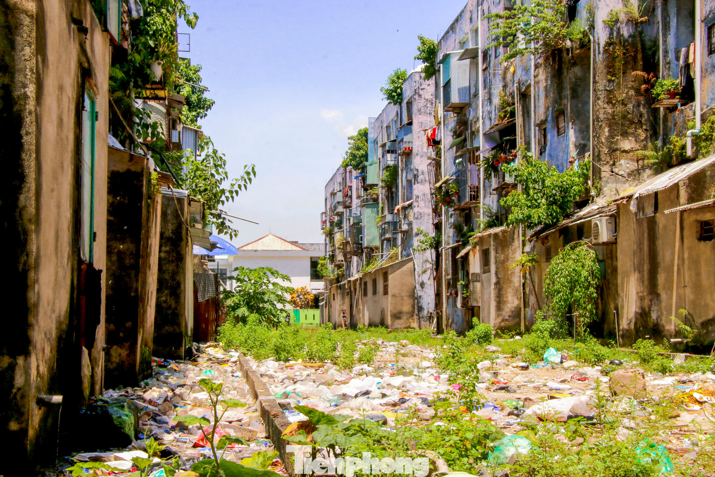 Ghi nhận của Tiền Phong, sau hơn 20 năm vận hành, chung cư Hòa Minh đang trong tình trạng xuống cấp nghiêm trọng. Nhiều bức tường bị bong tróc, nứt toác; trần nhà ẩm mốc, hệ thống điện nước cũ kỹ. Khu vực xung quanh chung cư bị rác thải bủa vây, cây cối mọc um tùm, cảnh quan nhếch nhác, mất vệ sinh.