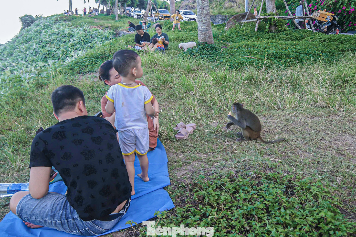 Nhiều du khách cảm thấy phiền toái vì bị khỉ quấy phá. Nhiều du khách cảm thấy phiền toái vì bị khỉ quấy phá.