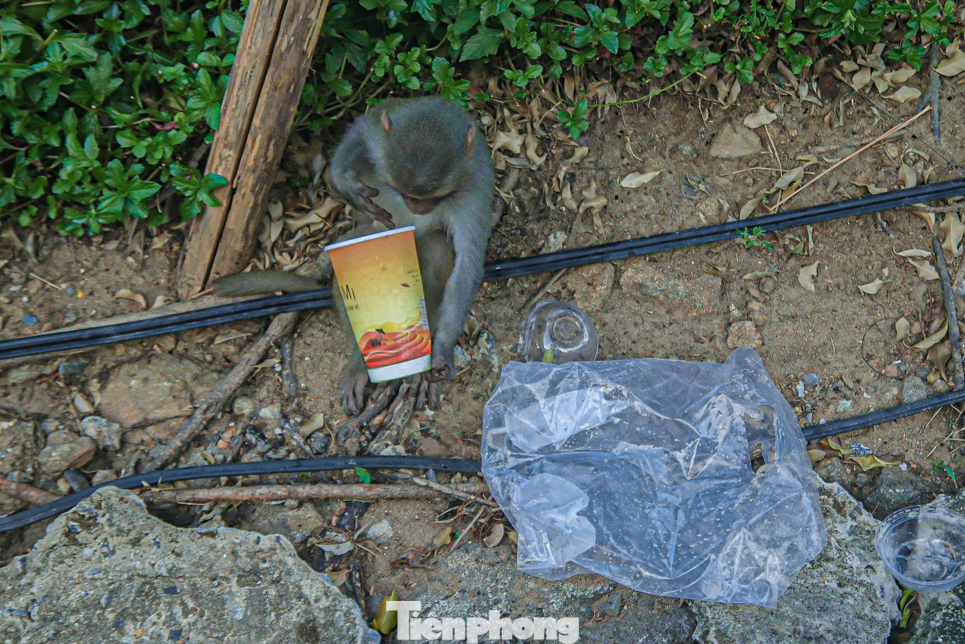 Nhiều chú khỉ lục lọi, ăn bất kỳ thứ gì chúng giật được từ du khách. Nhiều chú khỉ lục lọi, ăn bất kỳ thứ gì chúng giật được từ du khách.