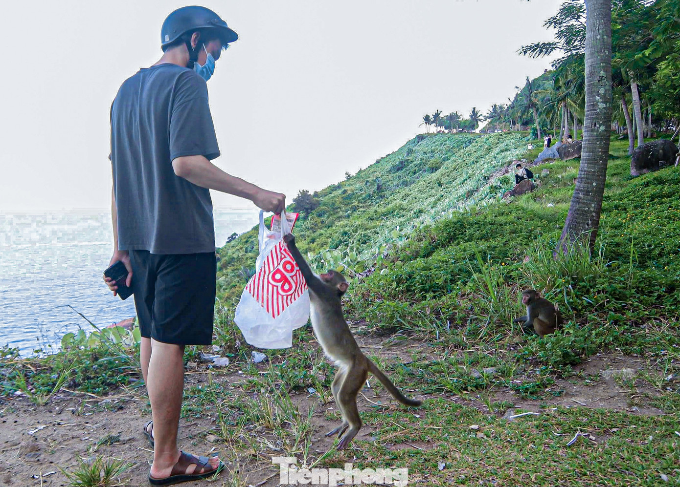 Nhiều người vẫn thản nhiên cho khỉ ăn trên bán đảo Sơn Trà. Nhiều người vẫn thản nhiên cho khỉ ăn trên bán đảo Sơn Trà.