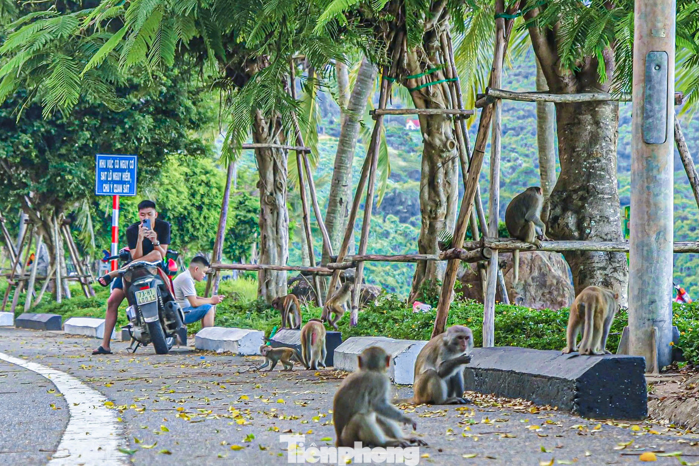 Bầy khỉ tràn xuống khu vực có đông du khách để xin ăn. Bầy khỉ tràn xuống khu vực có đông du khách để xin ăn.