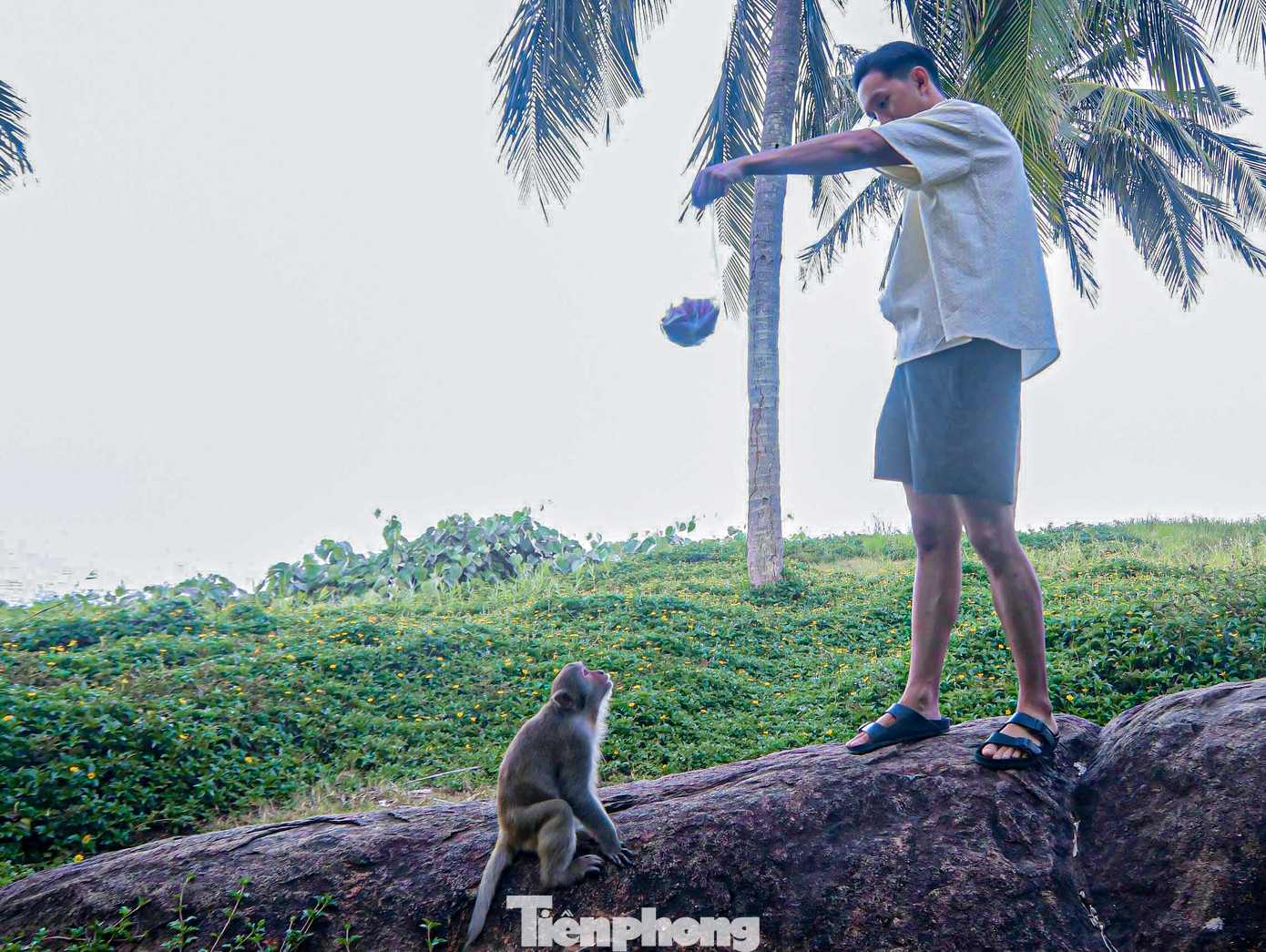 Nhiều người vẫn thản nhiên cho khỉ ăn trên bán đảo Sơn Trà. Nhiều người vẫn thản nhiên cho khỉ ăn trên bán đảo Sơn Trà.