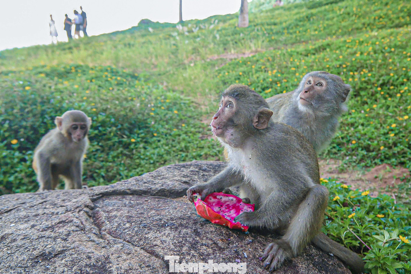 Bản năng tự kiếm ăn không còn, nhiều chú khỉ chật chờ xin đồ ăn từ du khách. Bản năng tự kiếm ăn không còn, nhiều chú khỉ chật chờ xin đồ ăn từ du khách.