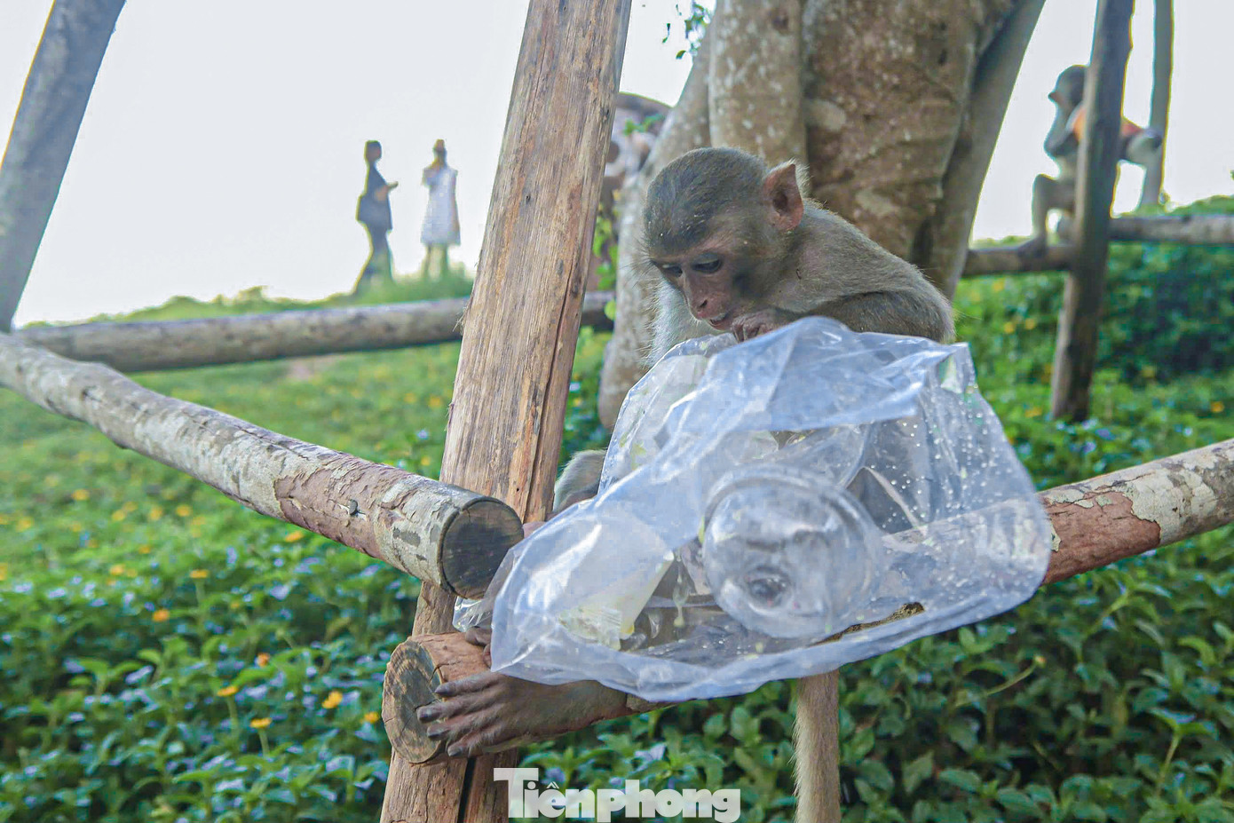 Nhiều chú khỉ lục lọi, ăn bất kỳ thứ gì chúng giật được từ du khách. Nhiều chú khỉ lục lọi, ăn bất kỳ thứ gì chúng giật được từ du khách.