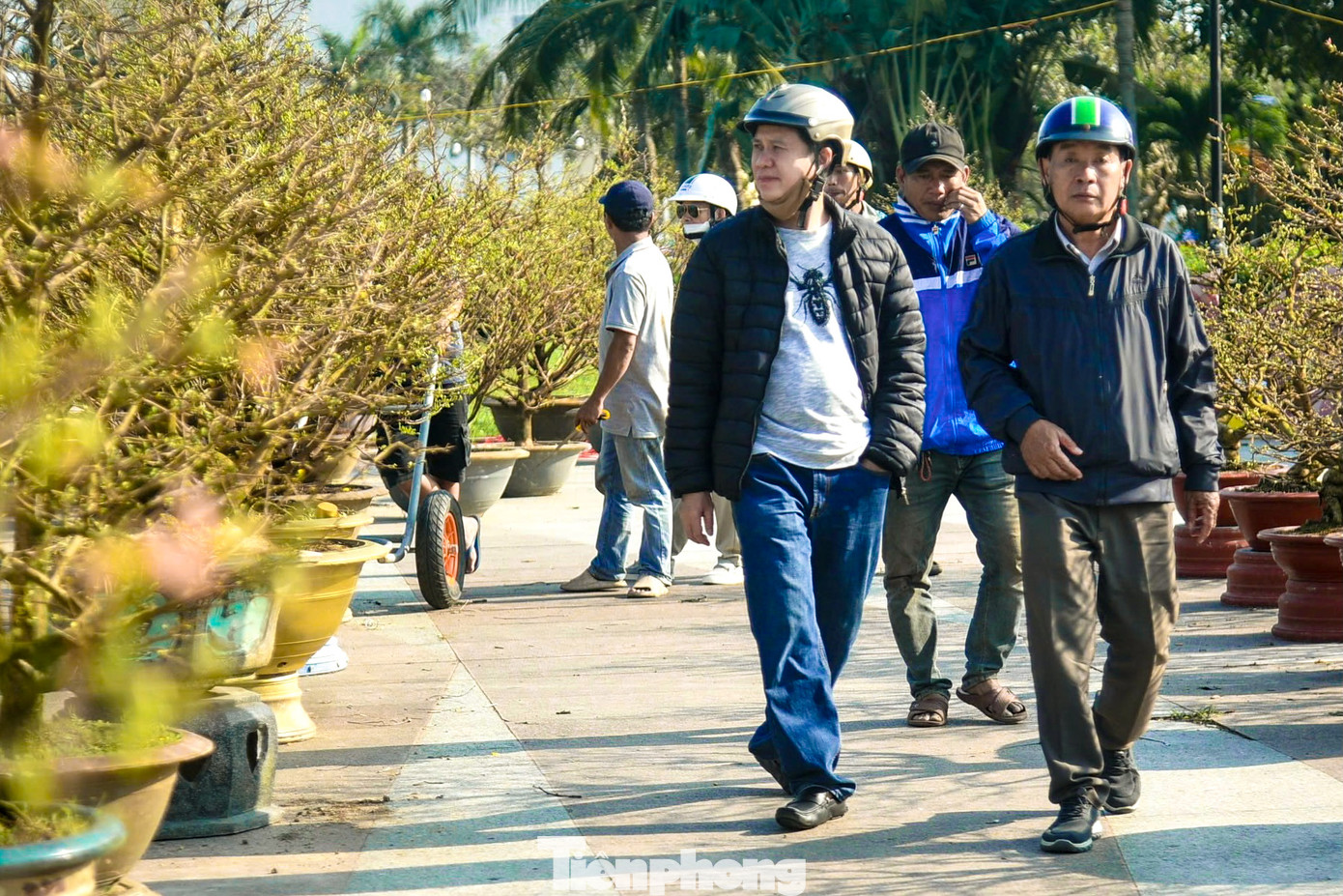 Hàng trăm gốc mai khắp nơi đã quy tụ tại Triển lãm mai vàng lần thứ ba tại khuôn viên Cung thể thao Tiên Sơn (quận Hải Châu, TP. Đà Nẵng) thu hút đông đảo người dân và du khách đến tham quan, mua sắm dịp Tết.