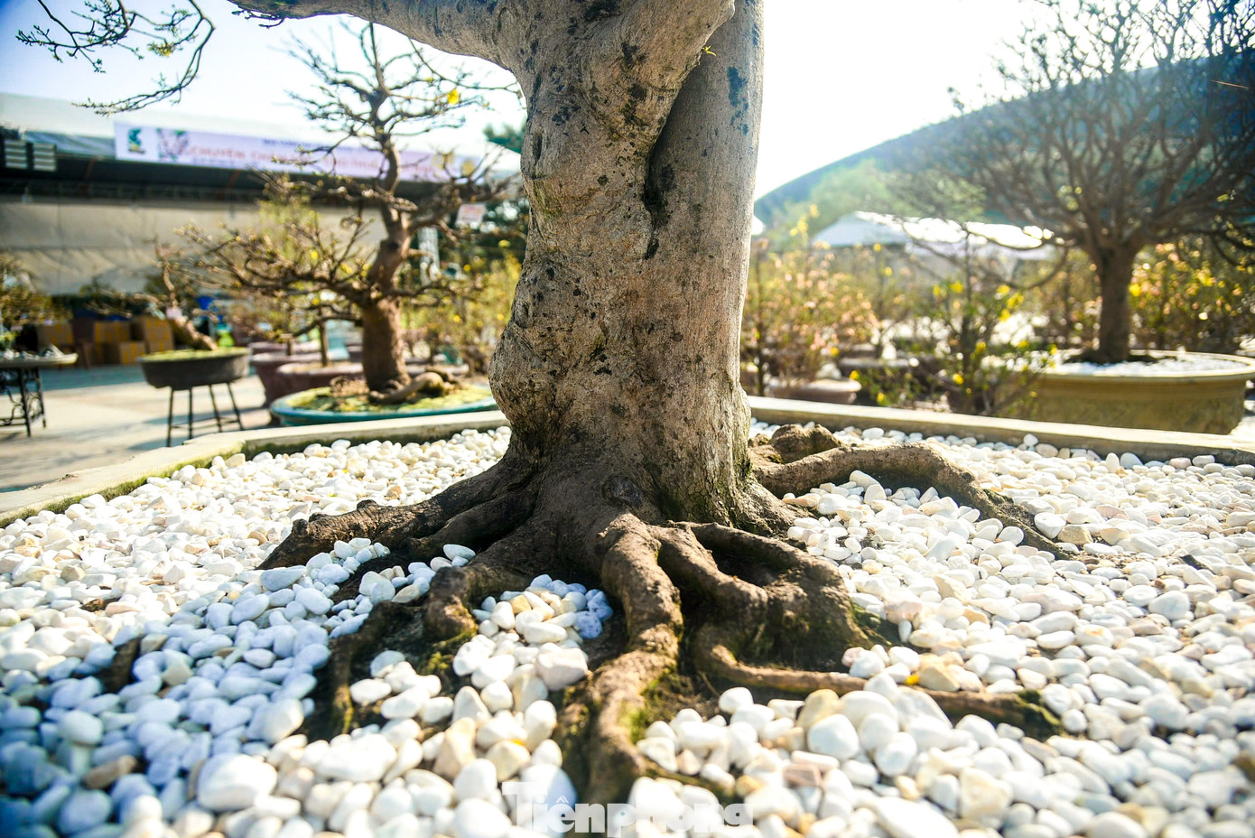 Triển lãm thu hút gần 100 nhà vườn tham gia với những gốc mai có giá từ hàng chục triệu đến vài tỉ đồng.