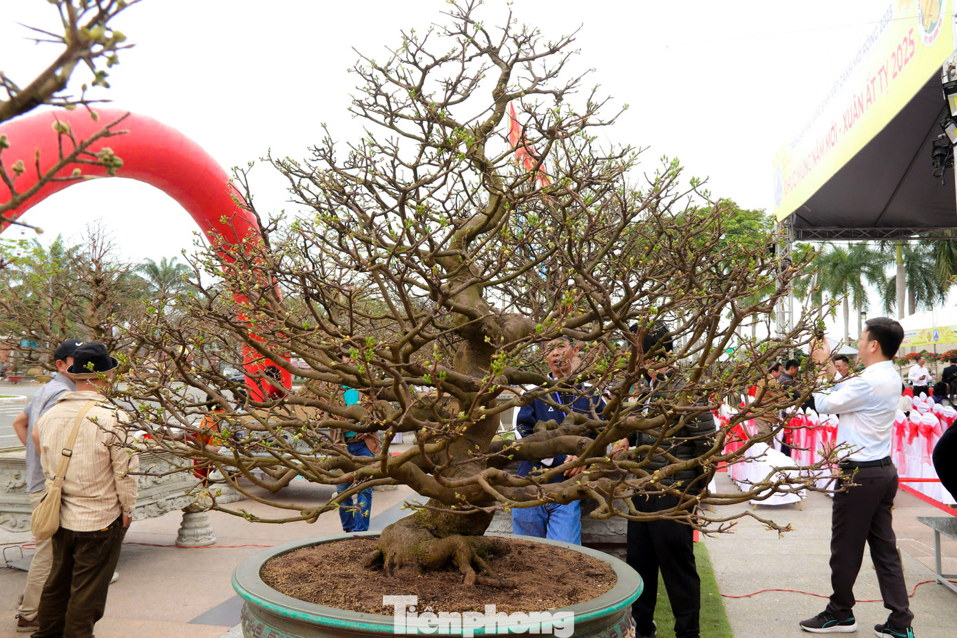 Triển lãm thu hút gần 100 nhà vườn tham gia với những gốc mai có giá từ hàng chục triệu đến vài tỉ đồng.