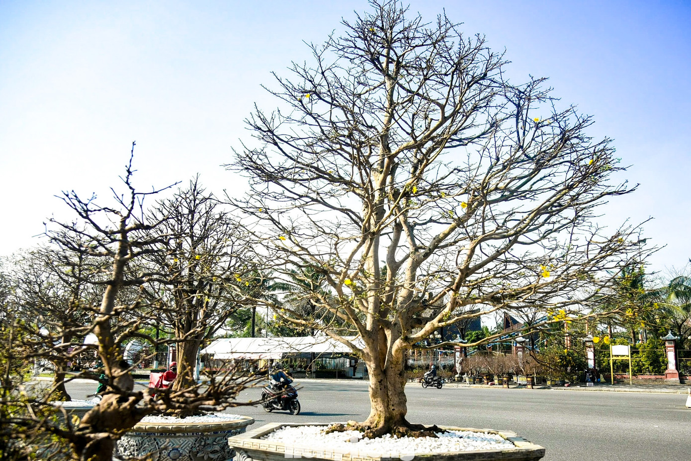 Nhiều dáng mai độc lạ, tán đẹp được chào bán, cho thuê dịp Tết.