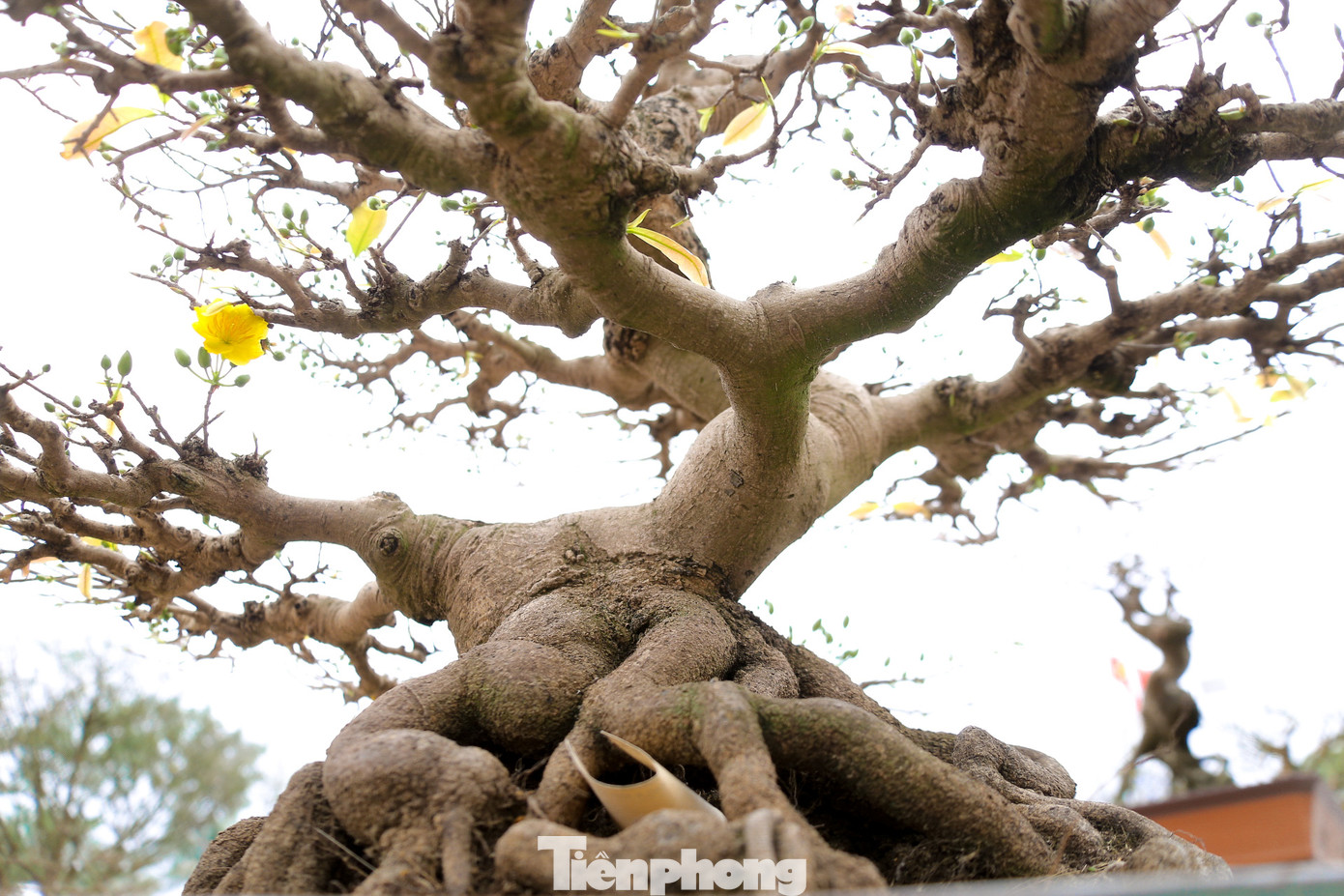 Mai vàng từ khắp nơi, mỗi cây mang một dáng thế, nét độc đáo riêng, được các chủ vườn rao bán và cho thuê trong dịp triển lãm năm nay.