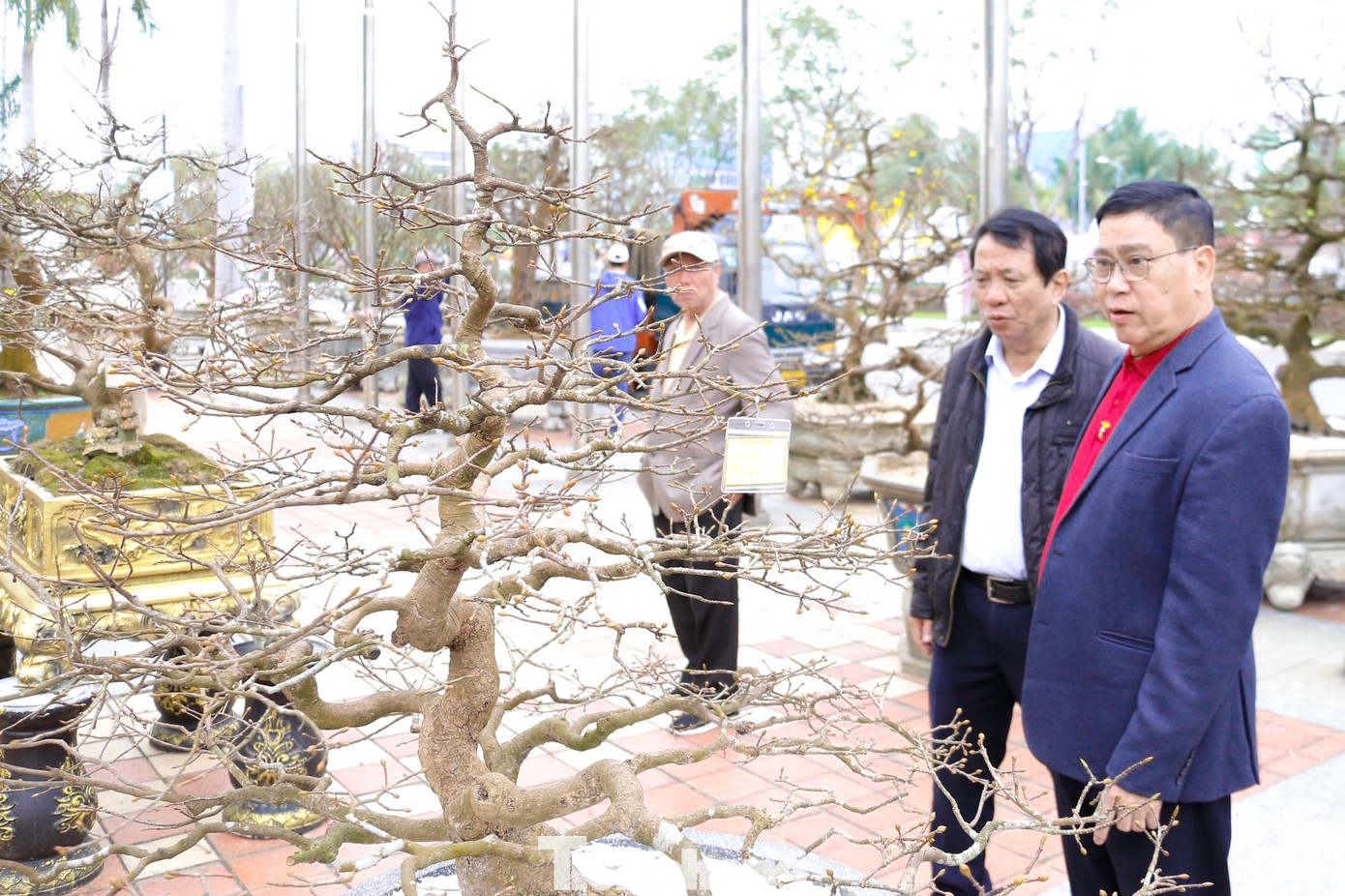 Người dân đến mua sắm, lựa chọn những gốc mai phù hợp để trang trí ngôi nhà của mình.
