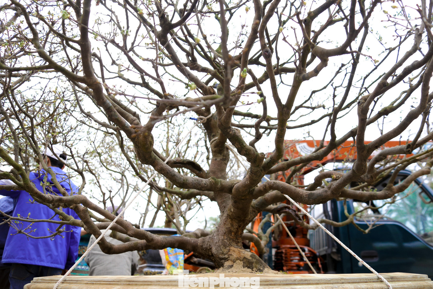 Nhiều dáng mai độc lạ, tán đẹp được chào bán, cho thuê dịp Tết.