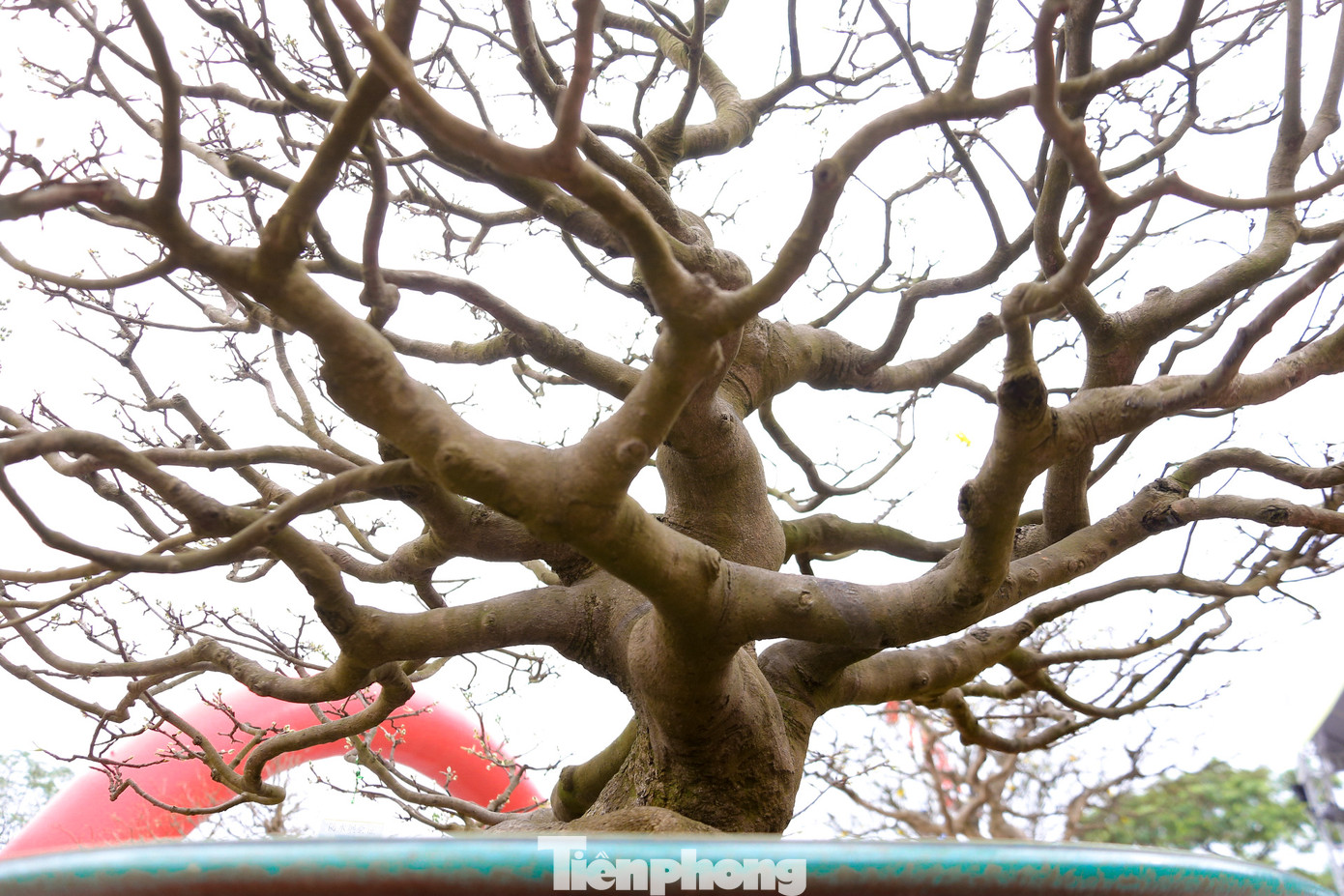 Mai vàng từ khắp nơi, mỗi cây mang một dáng thế, nét độc đáo riêng, được các chủ vườn rao bán và cho thuê trong dịp triển lãm năm nay.