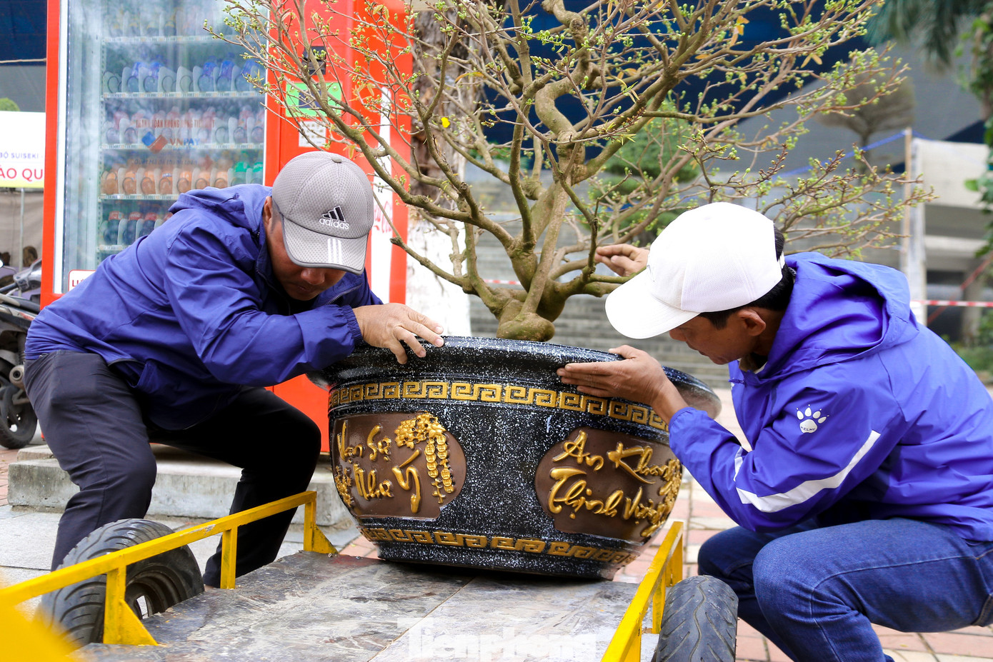 Người dân đến mua sắm, lựa chọn những gốc mai phù hợp để trang trí ngôi nhà của mình.