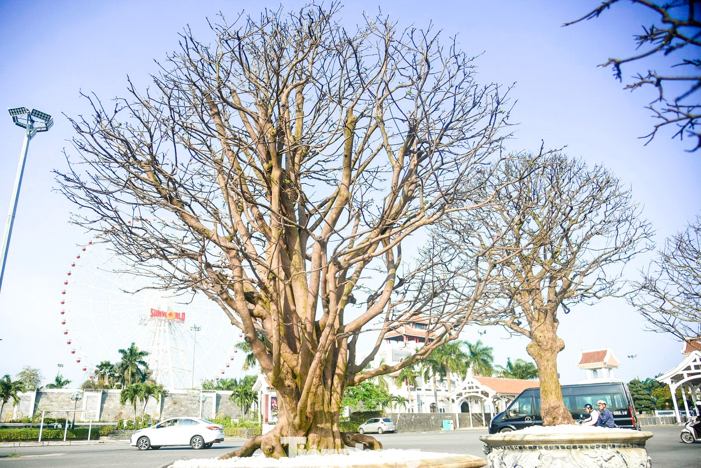 Nhiều dáng mai độc lạ, tán đẹp được chào bán, cho thuê dịp Tết.