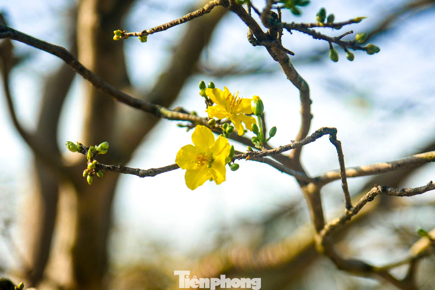 Nhiều cây mai búp nở chi chít chào đón xuân.