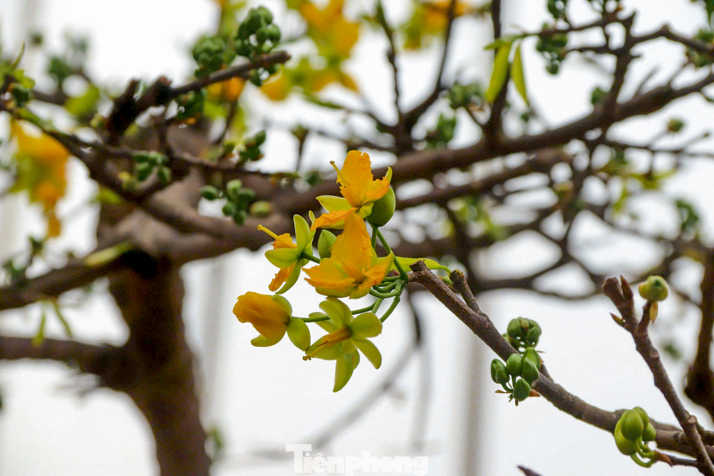 Nhiều cây mai búp nở chi chít chào đón xuân.