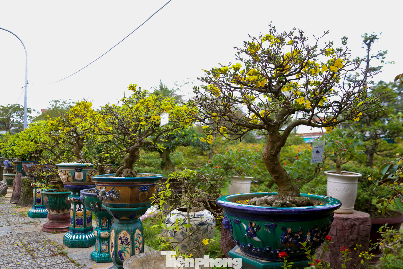 Tùy vào từng chậu mai vàng với dáng thế khác nhau, các nhà vườn sẽ áp dụng kỹ thuật cắt tỉa cành sao cho phù hợp với đặc điểm và hình dáng của từng cây mai.