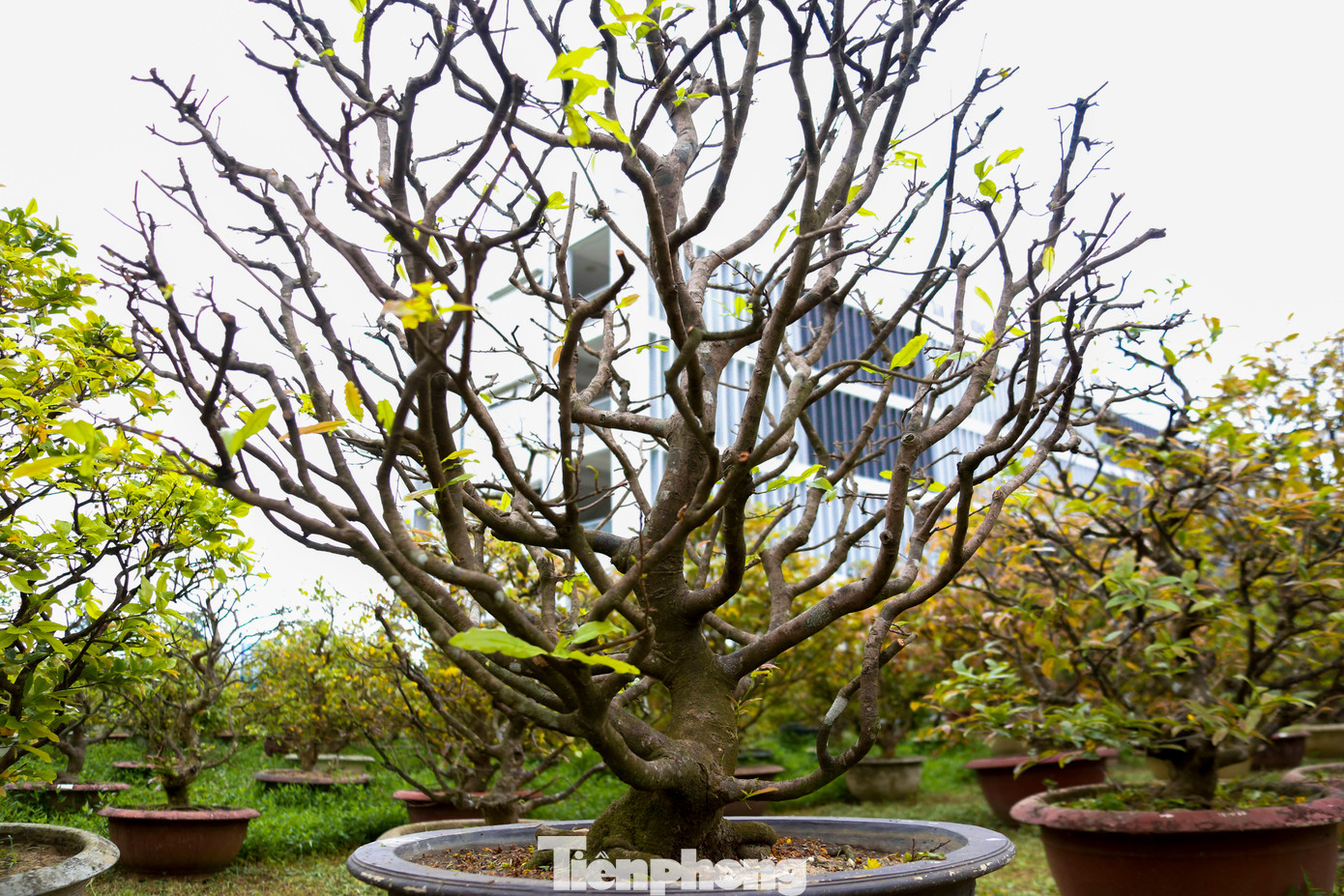 Tùy vào từng chậu mai vàng với dáng thế khác nhau, các nhà vườn sẽ áp dụng kỹ thuật cắt tỉa cành sao cho phù hợp với đặc điểm và hình dáng của từng cây mai.