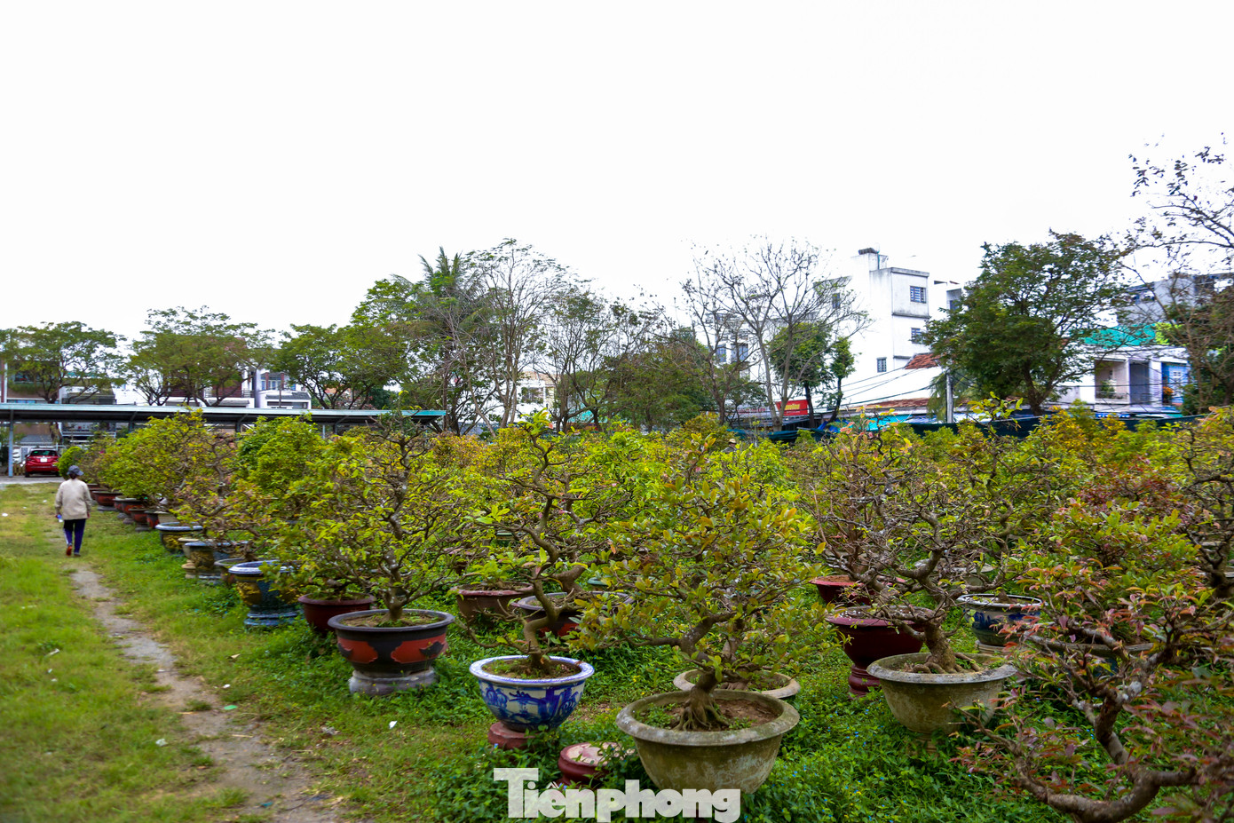 Hàng trăm gốc mai lớn nhỏ được các nhà vườn nhận chăm sóc, phục hồi sức khỏe để ra hoa cho năm sau.