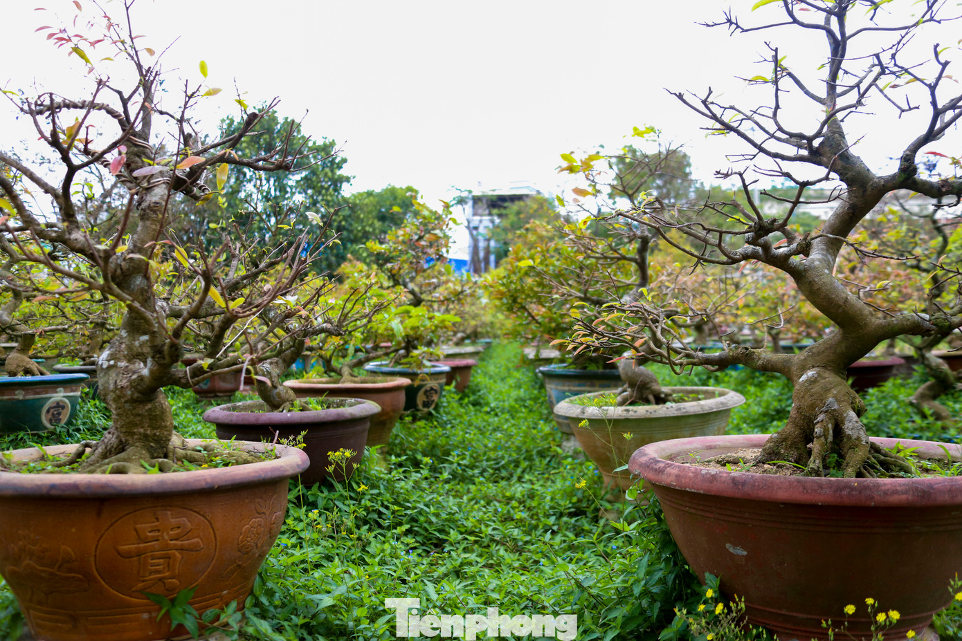 Tùy vào từng chậu mai vàng với dáng thế khác nhau, các nhà vườn sẽ áp dụng kỹ thuật cắt tỉa cành sao cho phù hợp với đặc điểm và hình dáng của từng cây mai.