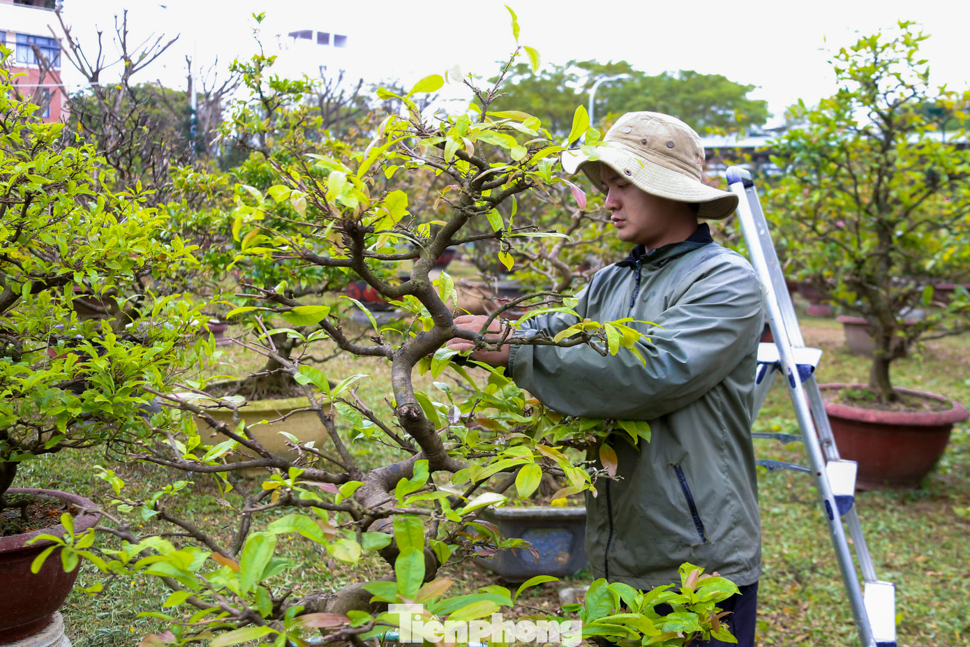 "Chăm mai nhìn qua ai cũng tưởng dễ, nhưng quanh năm phải trông coi, nhất là mùa nắng nóng không để mai chết. Mùa mưa bão phải túc trực chứ không gió quật ngã, gãy cây. Đó là chưa kể sâu bệnh, phải chăm chút, tỉ mẩn xem từng chiếc lá để chữa, chứ để nặng là không cứu nổi", anh Nhật cho biết.