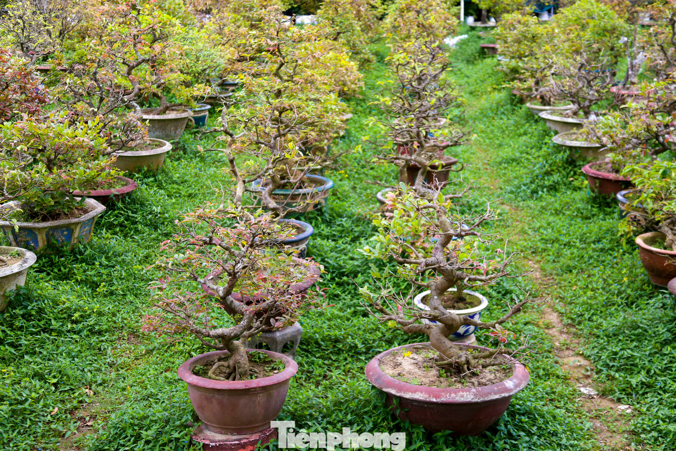 Hàng trăm gốc mai lớn nhỏ được các nhà vườn nhận chăm sóc, phục hồi sức khỏe để ra hoa cho năm sau.