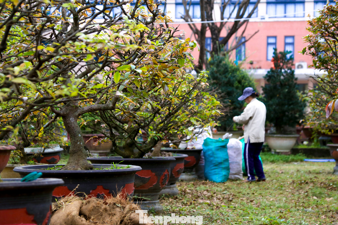 Mai sau khi được cắt tỉa, chủ vườn sẽ dùng phân hữu cơ, tưới nước hợp lý và theo dõi thời tiết thường xuyên để đảm bảo mai bung nụ đúng dịp Tết.