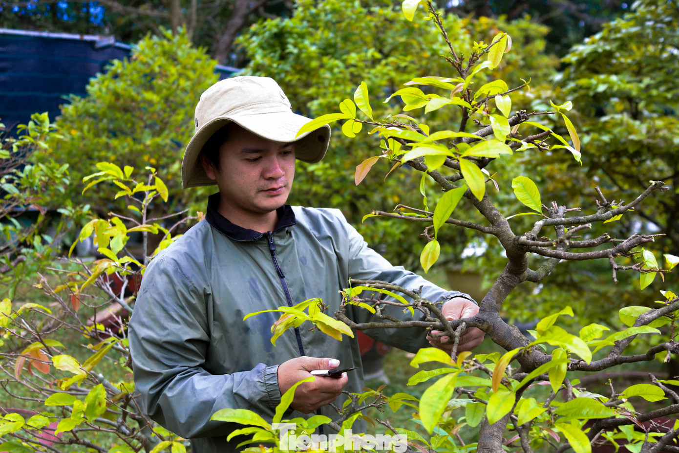 Anh Thái Nhật - chủ một vườn chăm mai tại quận Cẩm Lệ (Đà Nẵng) cho biết, từ sau Tết đến hết tháng 2 âm lịch, vườn anh liên tục nhận đơn chăm sóc mai. Dù đã qua tháng Giêng, mỗi ngày vẫn có hàng chục khách mang mai đến gửi. Hiện tại, vườn anh đã tiếp nhận hơn 500 gốc mai từ các gia đình nhờ chăm sóc.