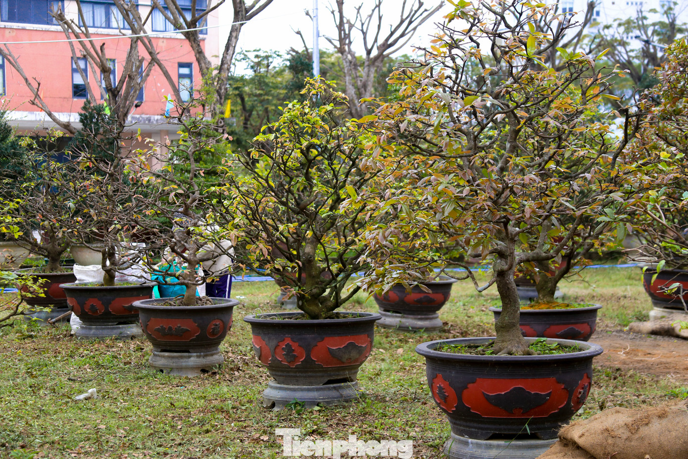 Mai sau khi được cắt tỉa, chủ vườn sẽ dùng phân hữu cơ, tưới nước hợp lý và theo dõi thời tiết thường xuyên để đảm bảo mai bung nụ đúng dịp Tết.