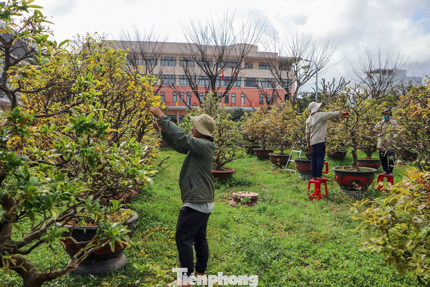 Những ngày này, dịch vụ chăm sóc mai vàng tại thành phố Đà Nẵng vẫn nhộn nhịp. Nhiều gia đình yêu thích mai vàng nhưng không biết cách chăm sóc sau Tết đã gửi đi chăm sóc, giúp mang lại thu nhập cao cho các nhà vườn.
