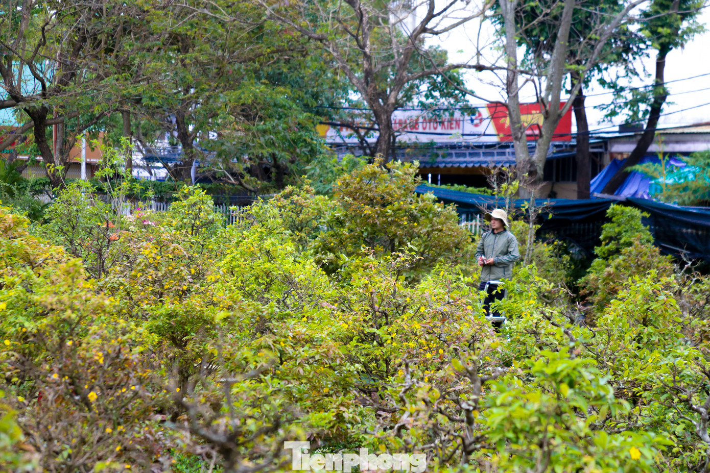 Hàng trăm gốc mai lớn nhỏ được các nhà vườn nhận chăm sóc, phục hồi sức khỏe để ra hoa cho năm sau.