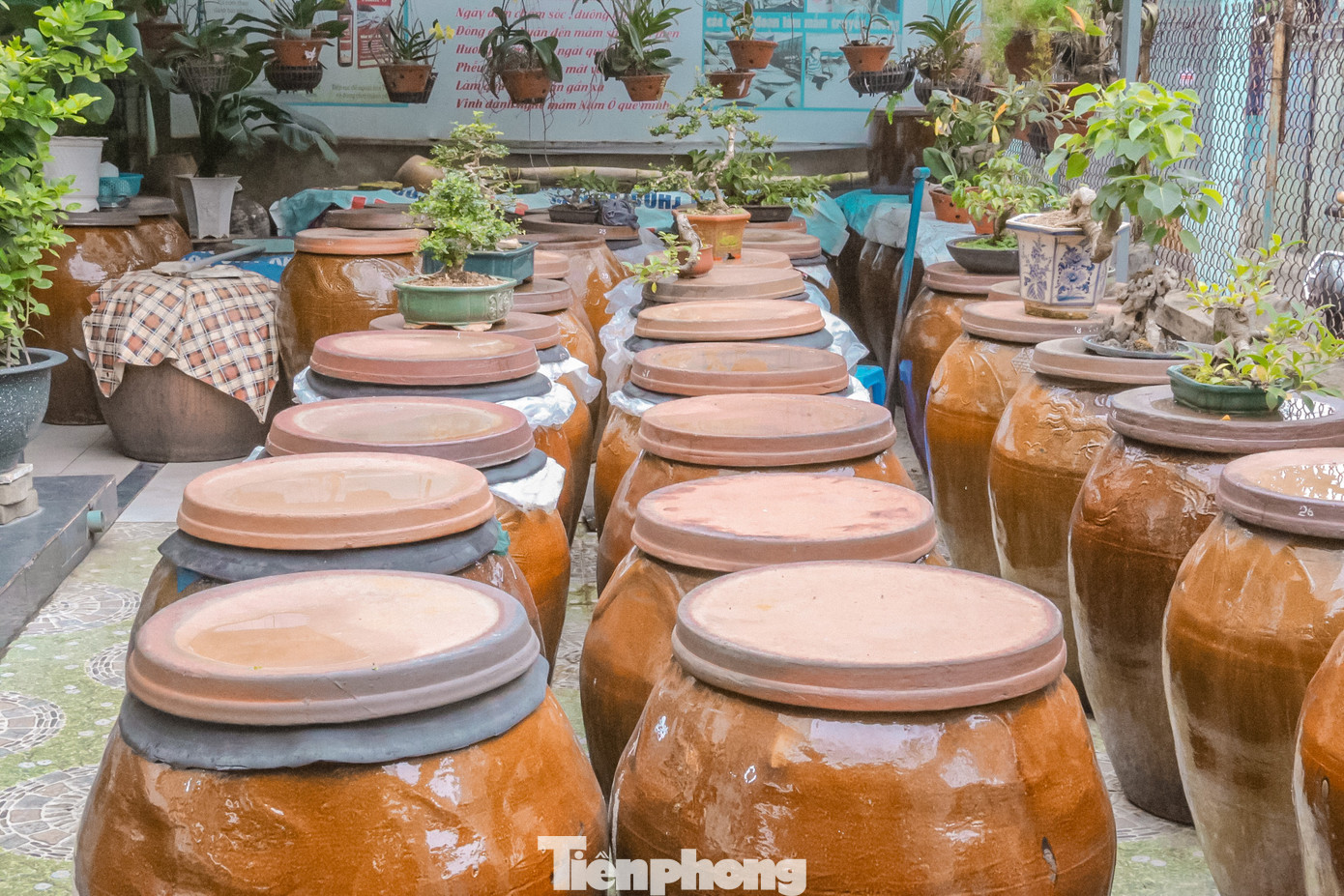 Mắm lấy từ trong chum đã được ủ từ 12 - 18 tháng, sau đó sẽ lọc qua phễu nhiều lần mới cho ra những giọt nước mắm thơm ngon.