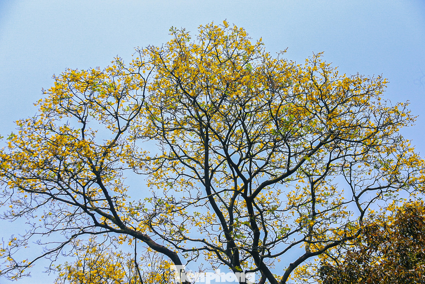 Nhiều cây lim xẹt cao cả chục mét phủ vàng cả cánh rừng, lá và hoa của cây này là thức ăn yêu thích của loài Voọc Chà vá chân nâu quý hiếm.