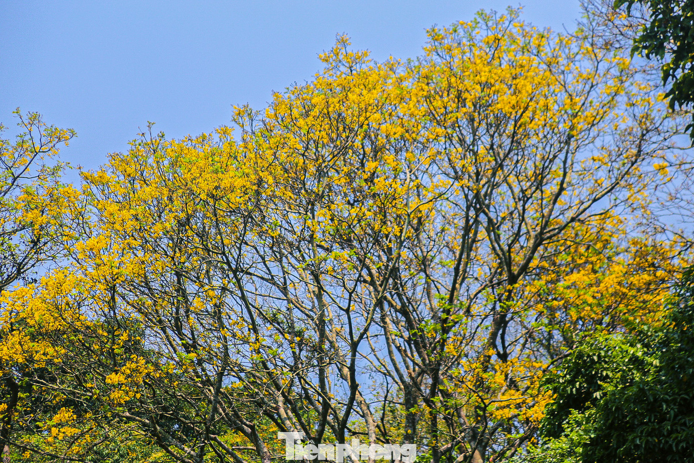 Nhiều cây, hoa có màu sắc rực rỡ đang tô điểm thêm vẻ đẹp cho bán đảo Sơn Trà.