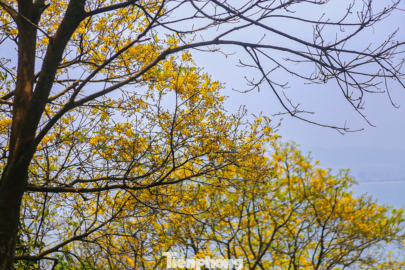 Nhiều cây, hoa có màu sắc rực rỡ đang tô điểm thêm vẻ đẹp cho bán đảo Sơn Trà.