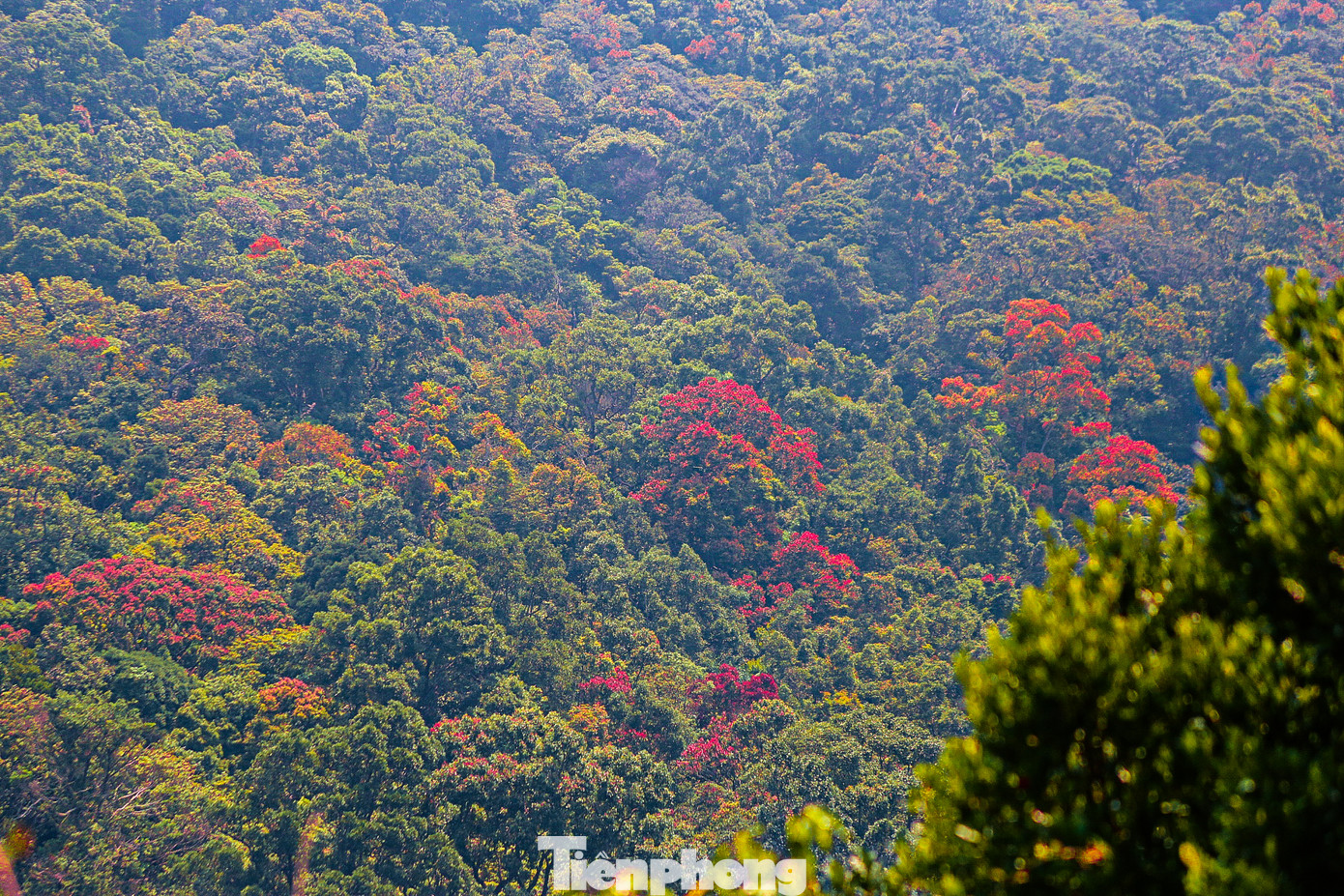 Bán đảo Sơn Trà (quận Sơn Trà, TP. Đà Nẵng) được thiên nhiên ưu ái ban tặng một vẻ đẹp vô cùng thơ mộng, huyền bí với núi rừng bạt ngàn và khung cảnh mênh mông sóng biển.