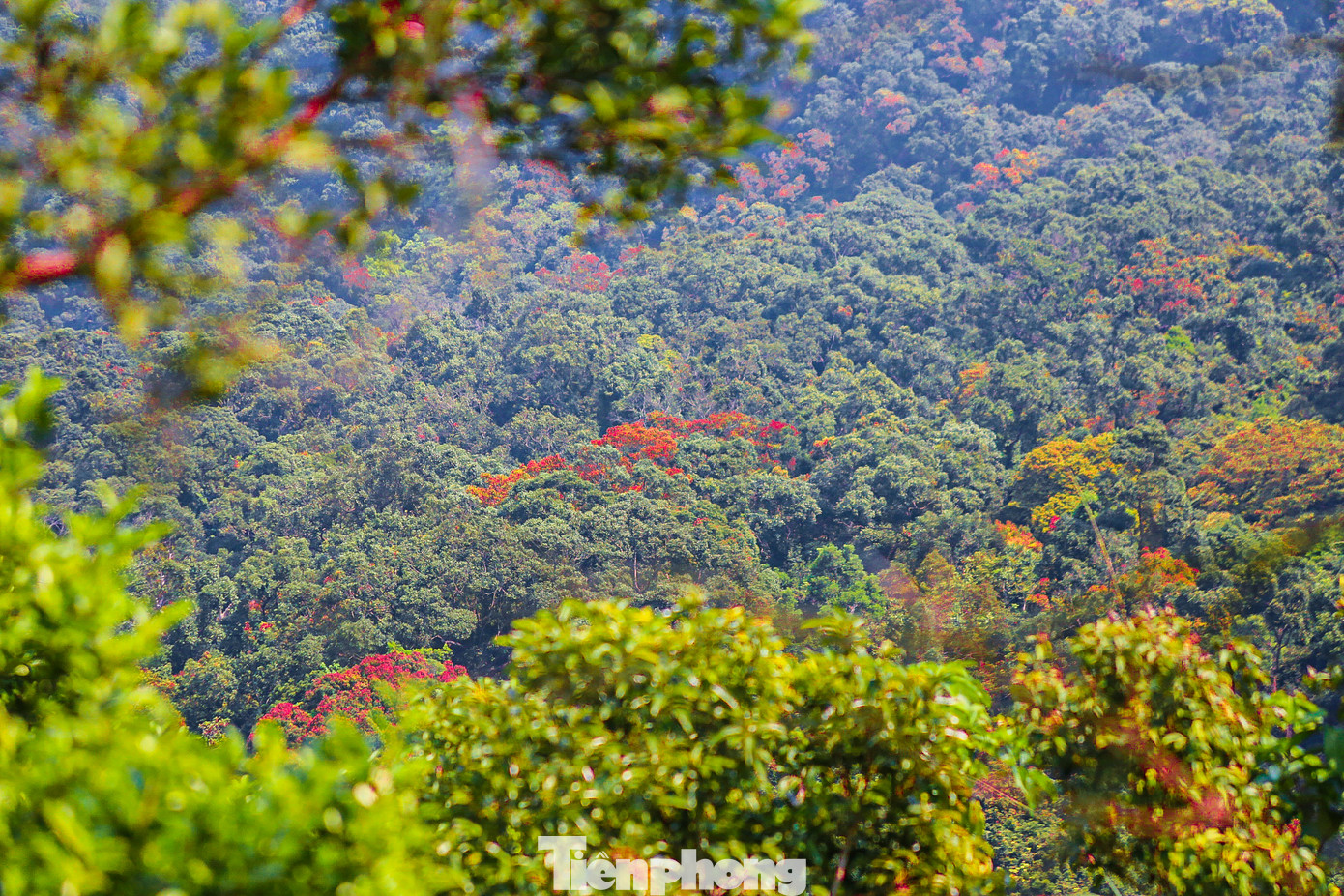 Đứng trên đỉnh Sơn Trà có thể nhìn thấy phong cảnh tuyệt mĩ, từng vạt rừng đua nhau khoe sắc, hoa lim xẹt đua nở, phượng dây đỏ thắm, hoa sim tím ngắt tràn ngập cả lối đi, nhiều cây rừng đang vào mùa thay lá khiến du khách không thể rời mắt.