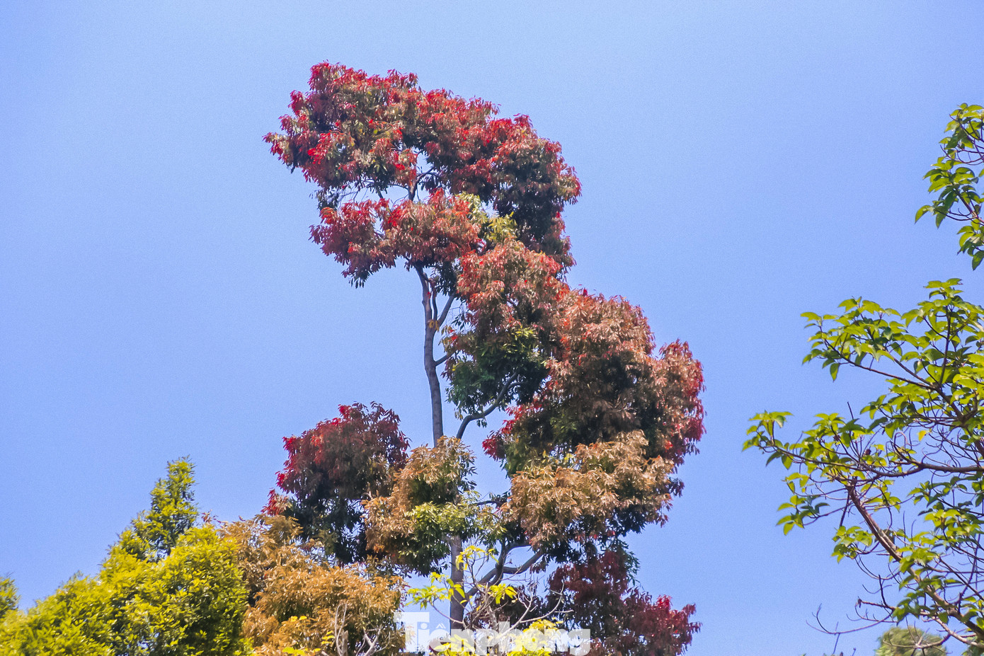 Người dân, du khách khi đến với bán đảo Sơn Trà có thể ngắm hoa, vừa ngắm trọn được cả thành phố Đà Nẵng từ trên cao. Chắc chắn, cảnh sắc tuyệt vời sẽ tạo ấn tượng khó quên với mỗi người khi đặt chân đến đây.