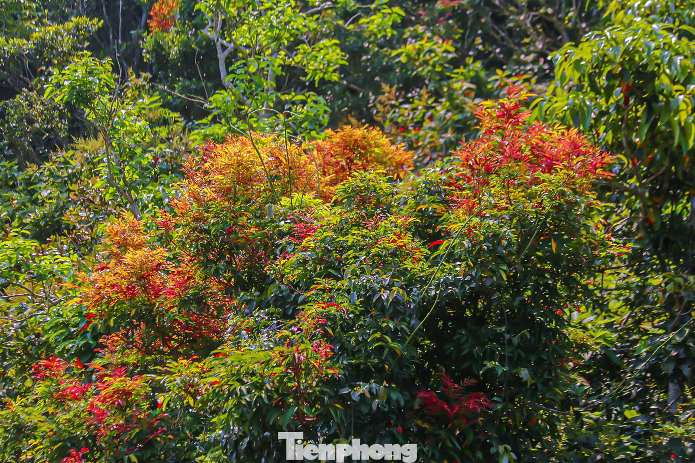Nhiều cây, hoa có màu sắc rực rỡ đang tô điểm thêm vẻ đẹp cho bán đảo Sơn Trà.