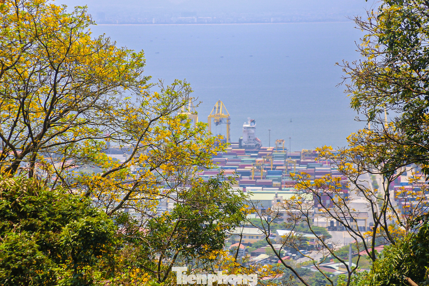 Người dân, du khách khi đến với bán đảo Sơn Trà có thể ngắm hoa, vừa ngắm trọn được cả thành phố Đà Nẵng từ trên cao. Chắc chắn, cảnh sắc tuyệt vời sẽ tạo ấn tượng khó quên với mỗi người khi đặt chân đến đây.
