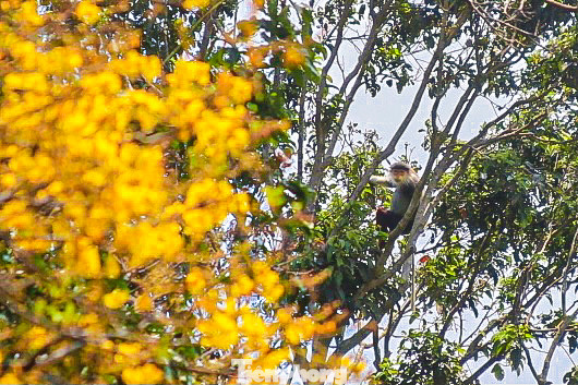Nhiều cây lim xẹt cao cả chục mét phủ vàng cả cánh rừng, lá và hoa của cây này là thức ăn yêu thích của loài Voọc Chà vá chân nâu quý hiếm.