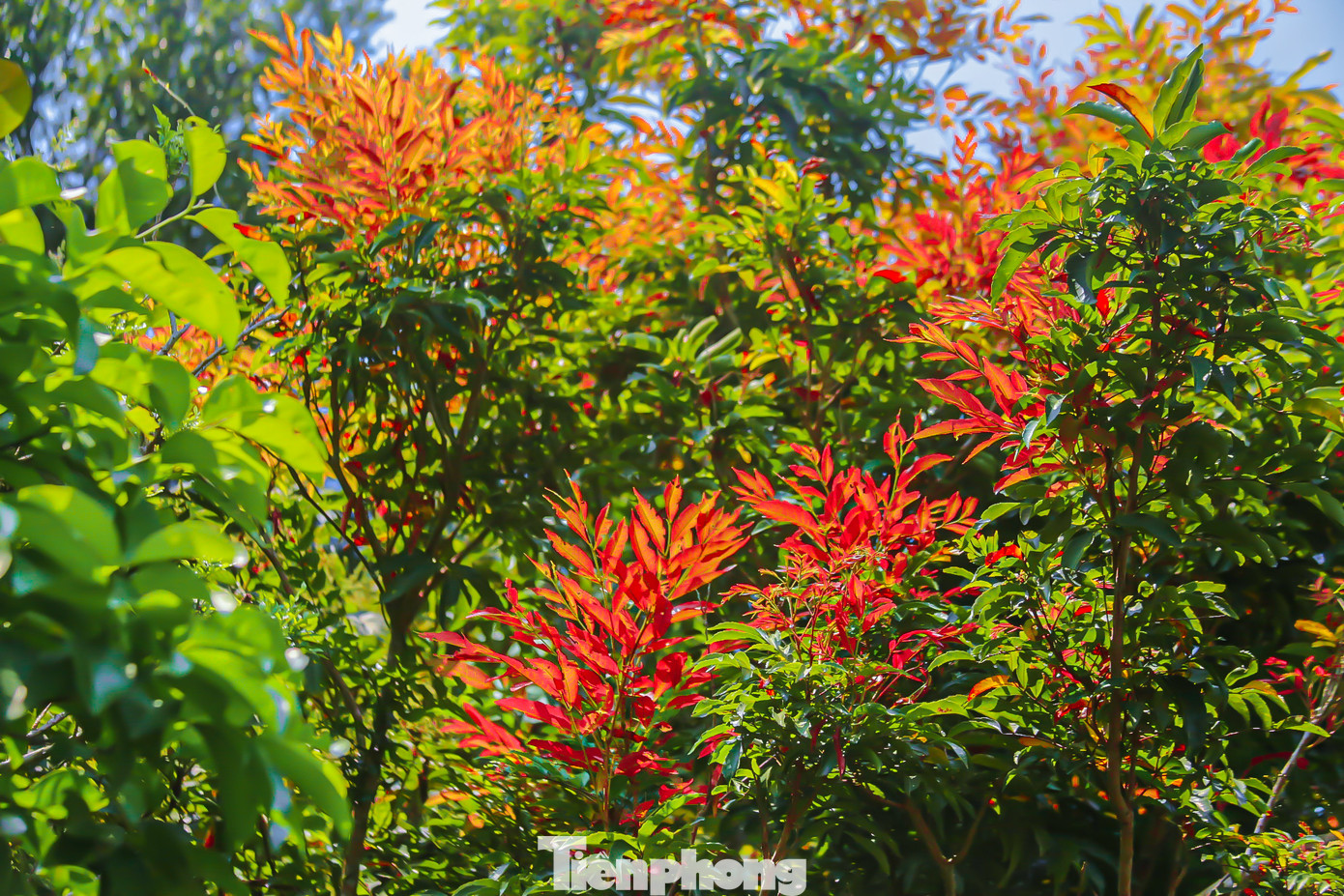 Nhiều cây, hoa có màu sắc rực rỡ đang tô điểm thêm vẻ đẹp cho bán đảo Sơn Trà.