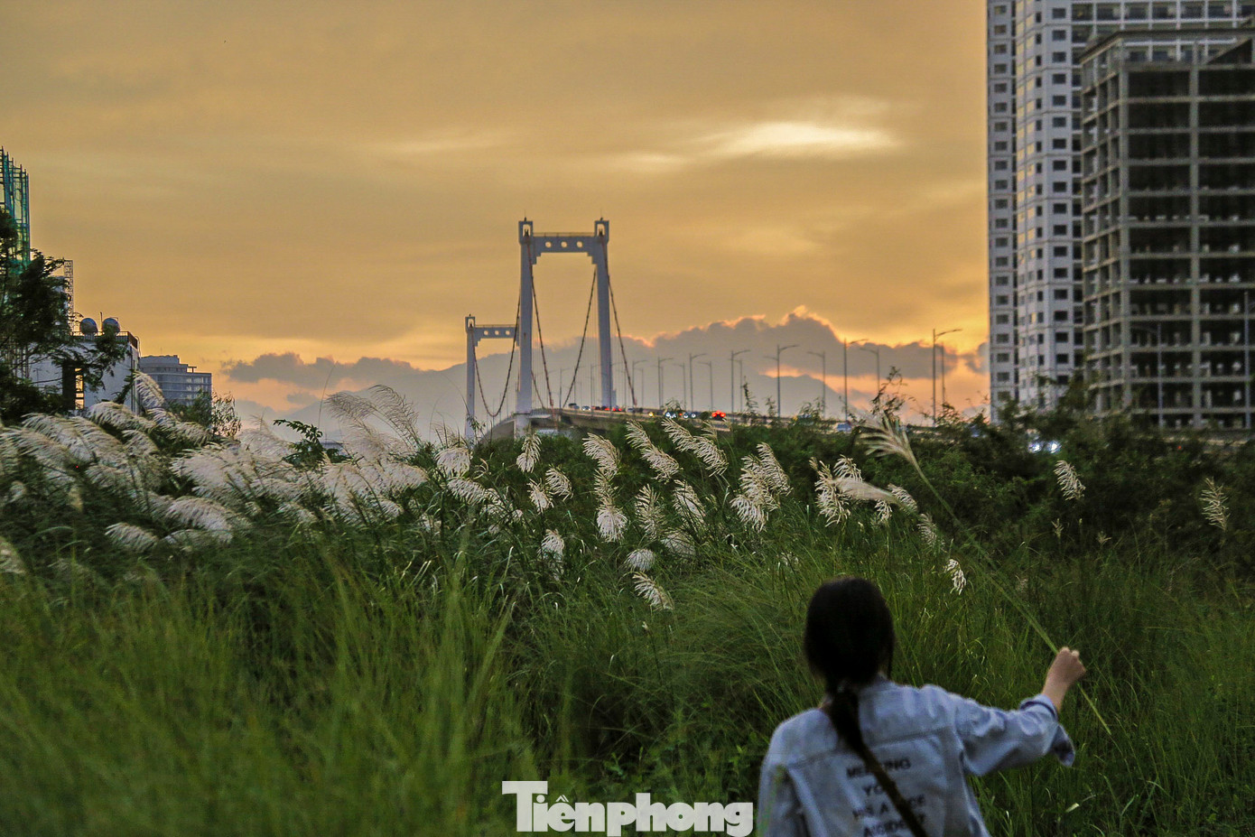 Khi chiều buông xuống, ánh nắng hoàng hôn càng khiến cánh đồng cỏ lau trở nên huyền ảo và thơ mộng hơn. Khi chiều buông xuống, ánh nắng hoàng hôn càng khiến cánh đồng cỏ lau trở nên huyền ảo và thơ mộng hơn.