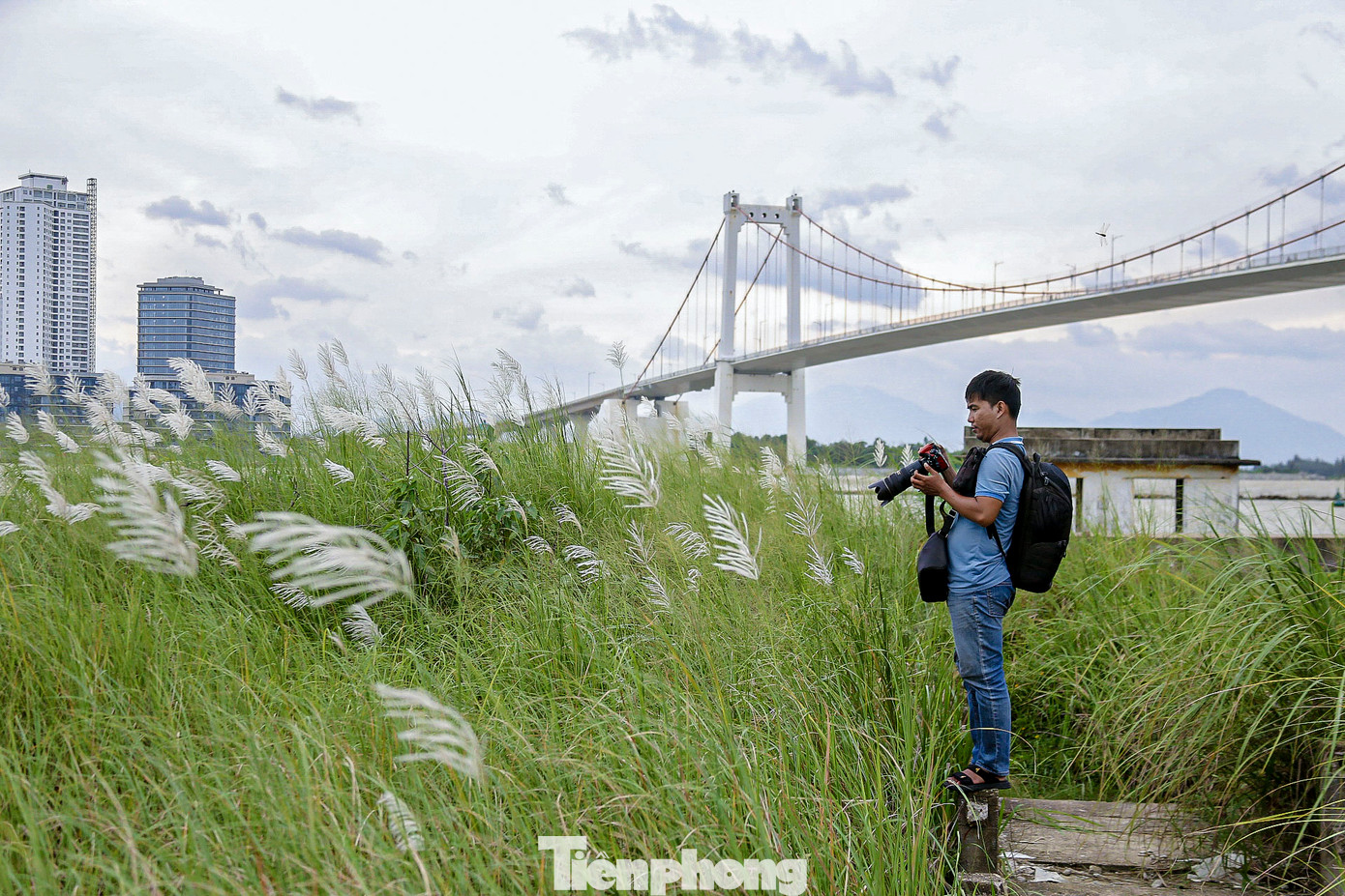 Cánh đồng cỏ lau cũng là nơi yêu thích của nhiều người đến săn ảnh đẹp. Cánh đồng cỏ lau cũng là nơi yêu thích của nhiều người đến săn ảnh đẹp.