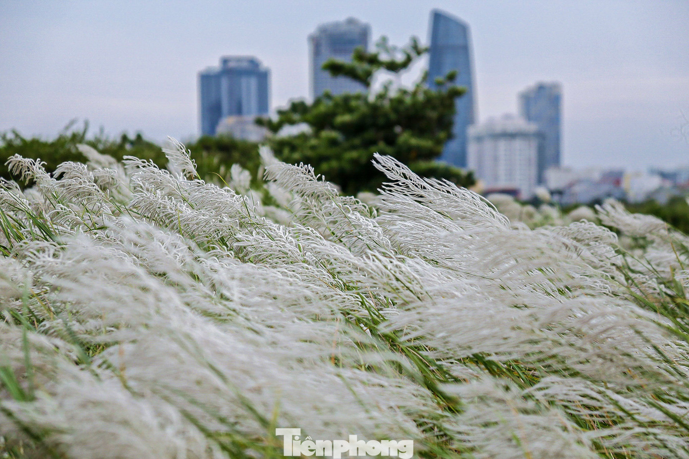 Thời gian đầu tháng 11 là lúc cỏ lau trổ đều và nở rộ đẹp nhất ở Đà Nẵng. Cỏ lau không rực rỡ như hoa nhưng lại mang một vẻ đẹp hoang sơ, thanh bình và cuốn hút. Cỏ lau thường mọc ven sông Hàn, dưới chân cầu Thuận Phước và dọc đường lên bán đảo Sơn Trà. Thời gian đầu tháng 11 là lúc cỏ lau trổ đều và nở rộ đẹp nhất ở Đà Nẵng. Cỏ lau không rực rỡ như hoa nhưng lại mang một vẻ đẹp hoang sơ, thanh bình và cuốn hút. Cỏ lau thường mọc ven sông Hàn, dưới chân cầu Thuận Phước và dọc đường lên bán đảo Sơn Trà.