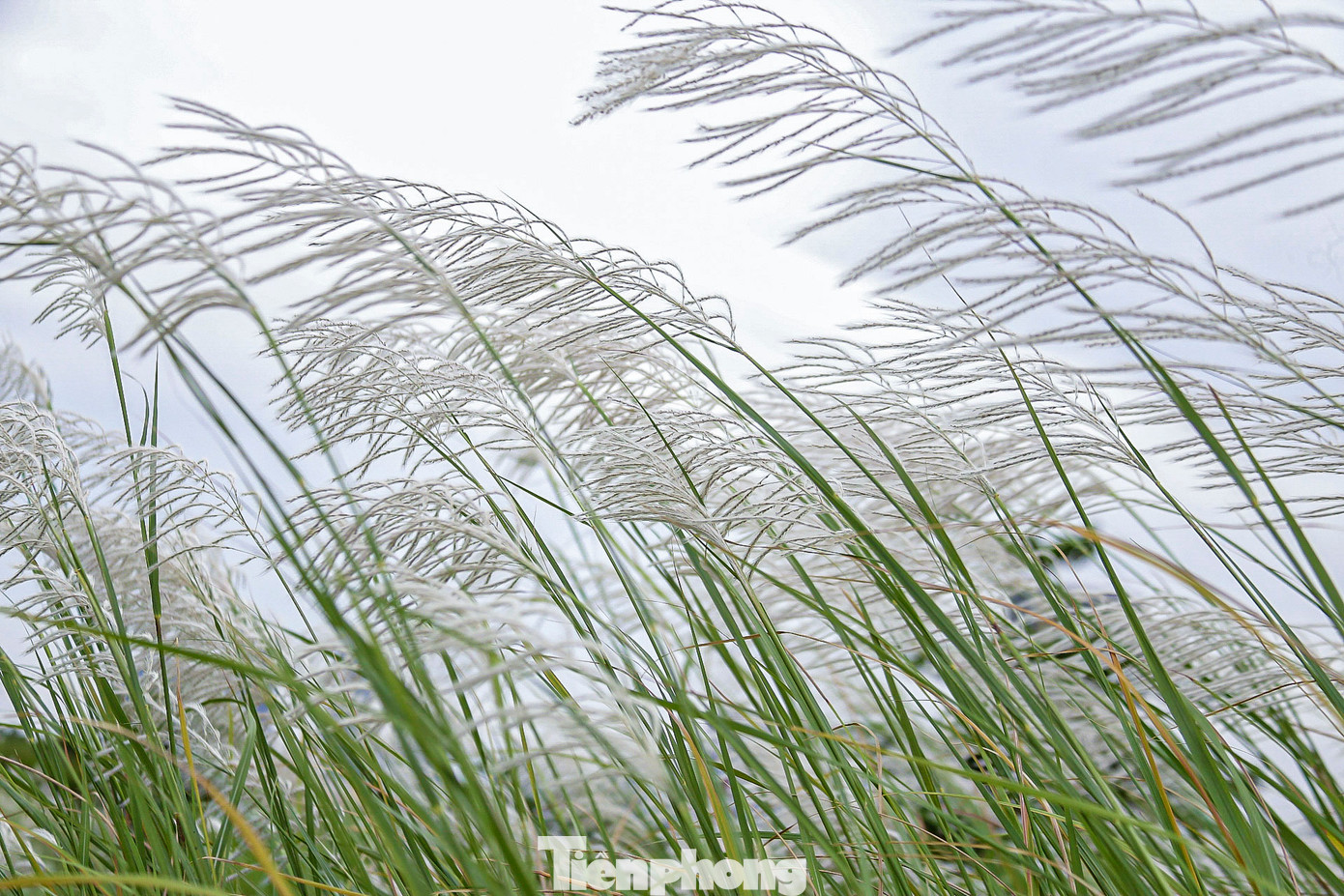 "Cánh đồng cỏ lau không chỉ là nơi ngắm cảnh, mà còn là nguồn cảm hứng bất tận cho những người đam mê nghệ thuật, nhiếp ảnh và những tâm hồn yêu thiên nhiên. Giữa không gian rộng lớn và yên bình như thế này, tôi thấy mọi cảm xúc của mình dường như trở nên tinh khôi và trọn vẹn hơn", bà Nguyễn Thị Lan chia sẻ. "Cánh đồng cỏ lau không chỉ là nơi ngắm cảnh, mà còn là nguồn cảm hứng bất tận cho những người đam mê nghệ thuật, nhiếp ảnh và những tâm hồn yêu thiên nhiên. Giữa không gian rộng lớn và yên bình như thế này, tôi thấy mọi cảm xúc của mình dường như trở nên tinh khôi và trọn vẹn hơn", bà Nguyễn Thị Lan chia sẻ.